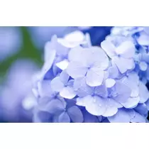 あき