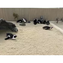 ミク