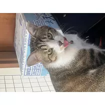 恋麦乃 ちょり