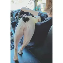 さくら