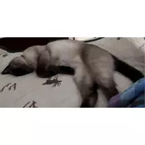 さや