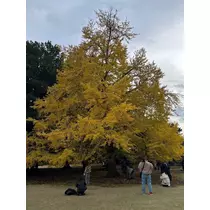 かびるんるんさわ