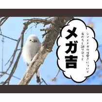 ひな