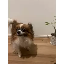 あいら