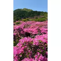 あみ