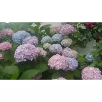 七星 夏純