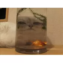 桃瀬 百華