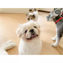 涼風 あき
