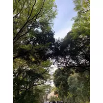 はづき