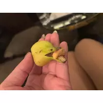 椿