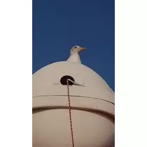 成海 まお