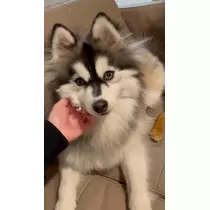 ふうか