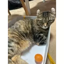 桐島 りゅう