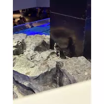 らん