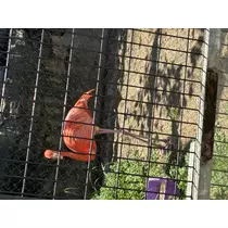 ミサキ