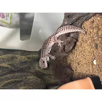 ぱき