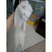 あや