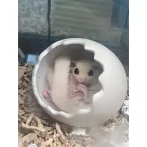 いる