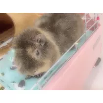 お茶の水うらん