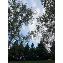 緑 四葉