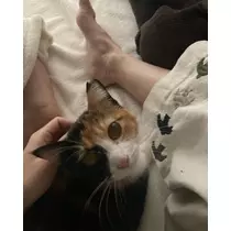 ねね