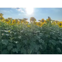 みらい