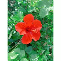 優花