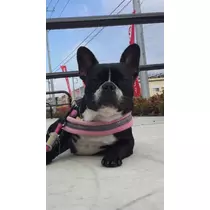 愛羽 仁美