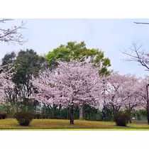 智華