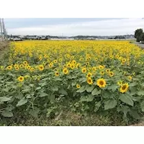 桃瀬 百華