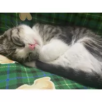 ユズ