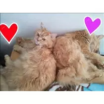 あげは
