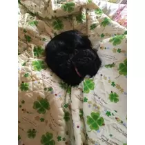 りえ