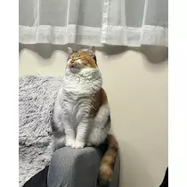 メイ