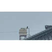 えりか