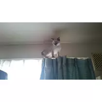 ひな