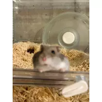 ゆな
