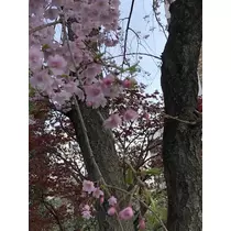 さくの