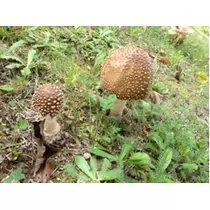 七星 夏純