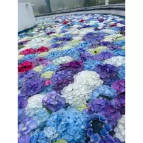 ちひろ