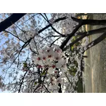 れい