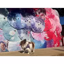 あいら
