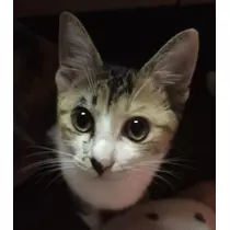 らむ