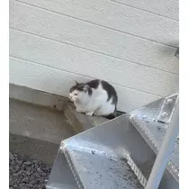田中 レイ