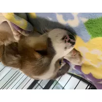 あかり