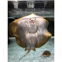 姫花