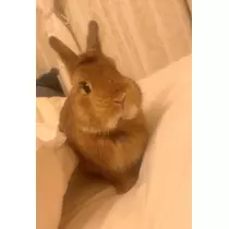 セナ