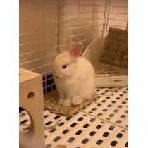 セナ