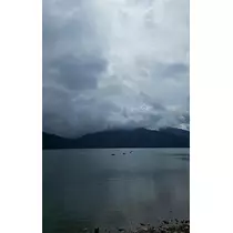 リリー