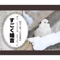 ひな